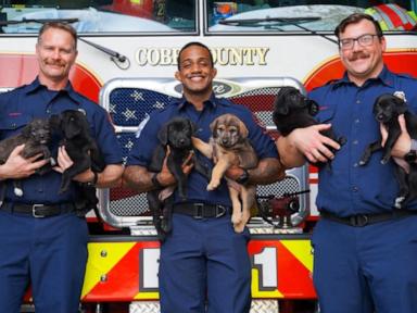 Image from linked report: WATCH: David Muir hears from Georgia firefighters who helped deliver 15 puppies