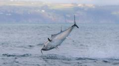 Image from linked report: UK bluefin tuna comeback shows nature can recover, says WWF