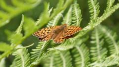 Source-feed image associated with Helping one of Britain's rarest butterflies