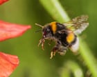 Source-feed image associated with ‘They surprise me every time’: bees can use tools to solve problems, study finds