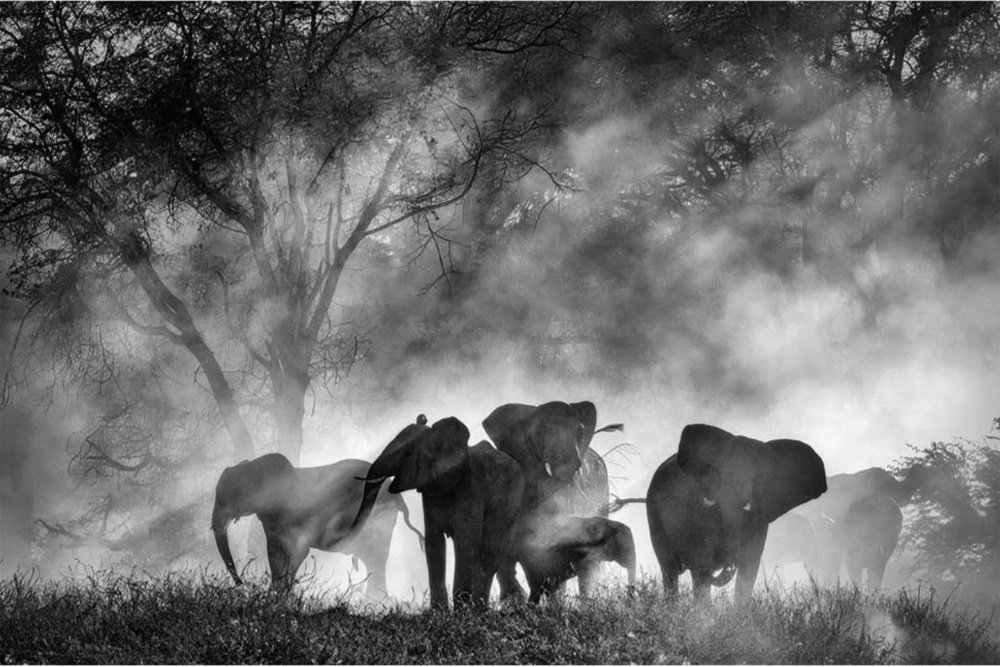 Image from linked report: Werner Herzog’s ‘Ghost Elephants’ Lands Home Entertainment Deal With Buffalo 8 (EXCLUSIVE)