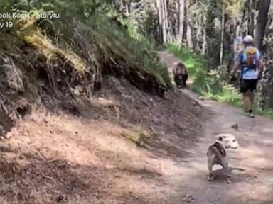 Source-feed image associated with WATCH: Video captures harrowing encounter with massive bear in Canada
