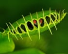 Source-feed image associated with Scientists reveal surprising mechanism behind Venus flytrap’s rapid snap