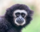 Source-feed image associated with They’re the sopranos of the forest, so what’s silencing the gibbons’ morning chorus?