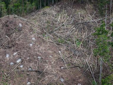 Source-feed image associated with Japan’s biomass energy boom threatens further deforestation in Indonesia