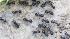 Source-feed image associated with Michelin-starred restaurateur faces jail for using ants as dessert garnish