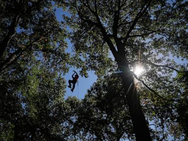 Image from linked report: Climbers scale St. Louis trees during international tree climbing competition