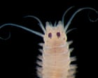 Image from linked report: How Deep Is Your Love review – under the sea at Earth’s last frontier with the Psychedelic Elvis Worm