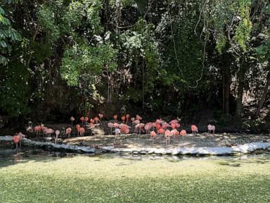 Source-feed image associated with Dominican Republic's zoo offers home for confiscated animals as seizures soar