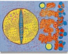 Source-feed image associated with Terry Winters review – flashes of magic in patterns science has yet to explain