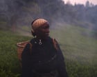 Image from linked report: Kikuyu Land review – the colonial-era misery behind our morning cup of tea