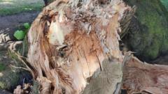 Source-feed image associated with Can a heatwave cause trees to fall?