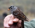 Source-feed image associated with Can an entire Arctic ecosystem evolve to adapt to the climate crisis?