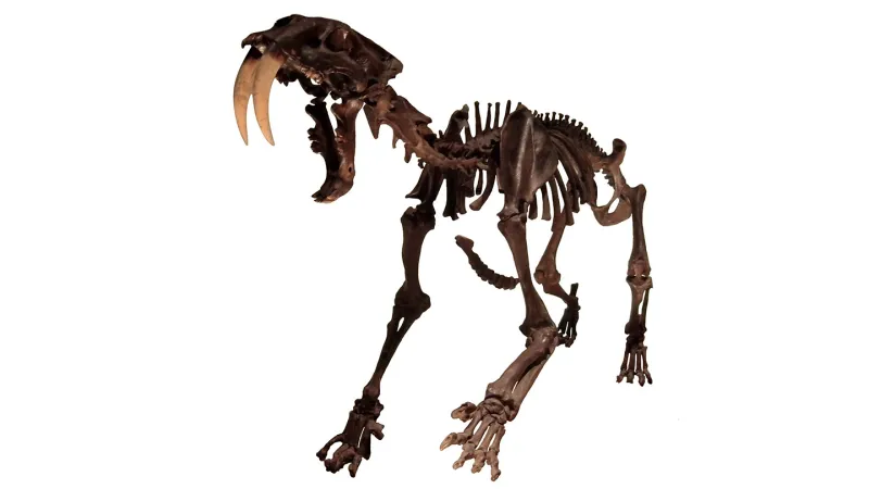 Source-feed image associated with Spines of saber-toothed cats tell a tale of the doomed species