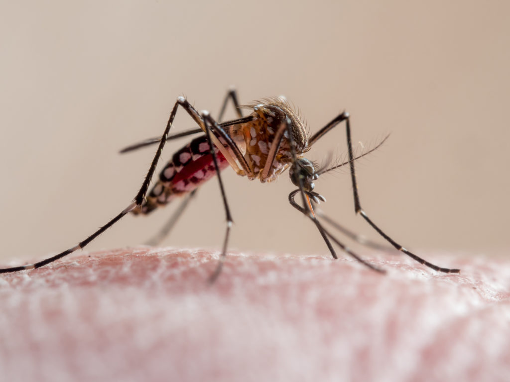 Image from linked report: Florida's dengue outbreak is largest in continental U.S. in decades