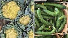 Source-feed image associated with Sun-tanned cauliflowers and knobbly spuds - the heatwave veg that's good to eat