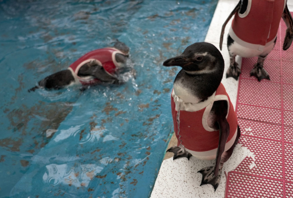 Image from linked report: These copper vests are helping injured penguins heal faster