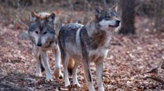 Source-feed image associated with Trump signs order to remove endangered species protection for grey wolves