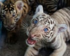 Source-feed image associated with Cuban zoo celebrates birth of Bengal tigers amid energy crisis