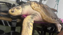 Source-feed image associated with Rare turtle to be sent back home in 5,000-mile 'incredibly emotional' trip