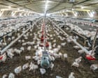 Source-feed image associated with Average person eats six times more chicken than in 1961, UN report finds