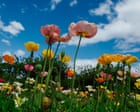 Image from linked report: Blooming beautiful! The Tesselaar tulip festival – in pictures