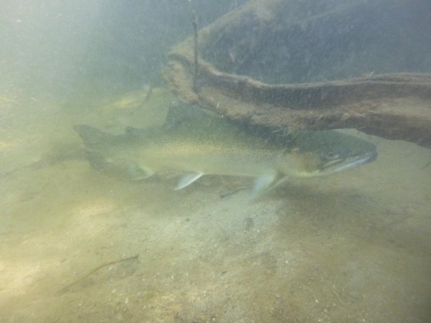 Source-feed image associated with Santa Monica Mountains' last steelhead trout survived the Palisades fire — and even had babies