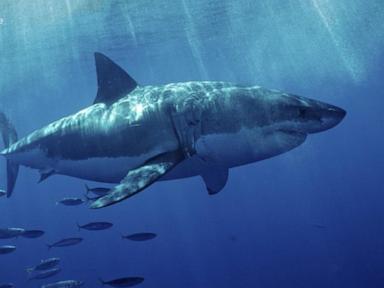 Image from linked report: WATCH: Aggressive great white shark seen off Southern California coast