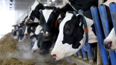 Source-feed image associated with Canada's 'powerful' dairy sector is in Trump's trade crosshairs