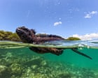 Source-feed image associated with What can the Galápagos Islands’ animals teach us about the threats of El Niño?