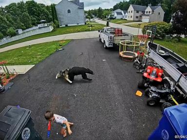Source-feed image associated with WATCH: Husky saves boy from bear
