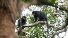 Source-feed image associated with New monkey species with orange lips found 'hiding' in DR Congo forest