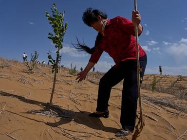 Source-feed image associated with China’s 'Green Great Wall' tames desert growth, but scientists warn the fight is not over