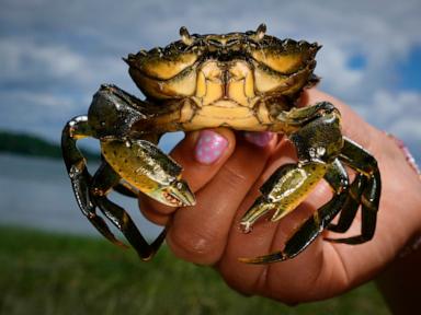 Source-feed image associated with Invasive green crabs are bad for the environment so New Englanders are starting to eat more of them