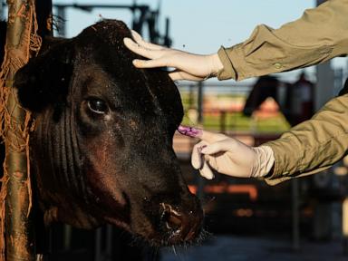 Source-feed image associated with Mexico resumes livestock sales to US under tight controls over screwworm risk