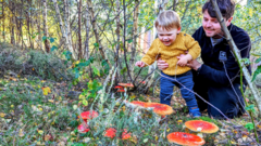 Image from linked report: Why families are being urged to look closer on autumn walks