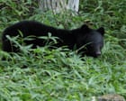 Source-feed image associated with Japan officials hunt bear that raided couple’s fridge amid string of break-ins