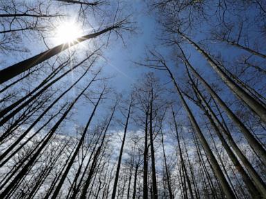 Source-feed image associated with US Forest Service closing 23 research facilities as part of reorganization under Trump