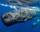 Source-feed image associated with Sperm whales change ‘vowel’ sounds when boats are nearby, scientists discover