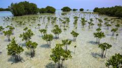 Source-feed image associated with Mangrove forests are healing after decades of human destruction