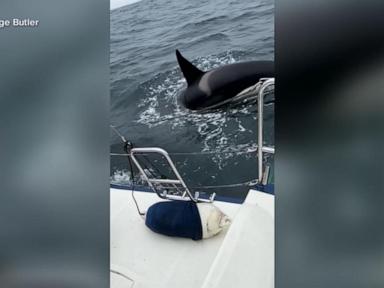 Source-feed image associated with WATCH: Killer whale rams sailboat off the coast of Spain