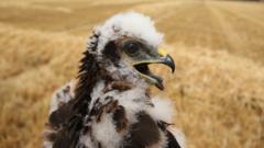 Source-feed image associated with UK's rarest bird of prey rears new chicks in secret location