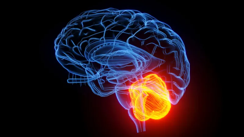 Source-feed image associated with The ‘little brain’ may give the aging mind a big boost