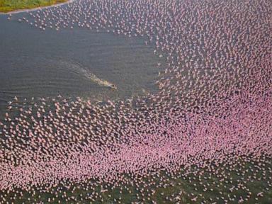 Image from linked report: WATCH: Nat Geo's 'Africa: Earth's Wild Home' showcases wildlife like never before