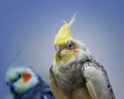 Source-feed image associated with Masturbation among birds is ‘natural’ and should not be punished, say experts