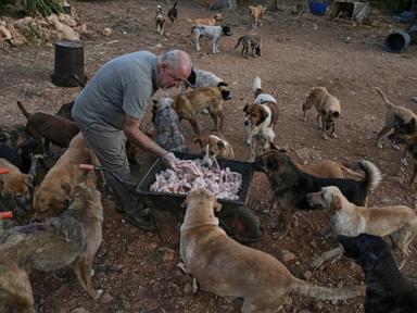 Source-feed image associated with An animal rescuer cares for pets and livestock stranded by war in southern Lebanon