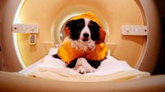 Source-feed image associated with We should smile at our dogs - a new scientific study reveals why