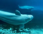 Source-feed image associated with Canada endorses embattled marine park’s plan to relocate 30 beluga whales