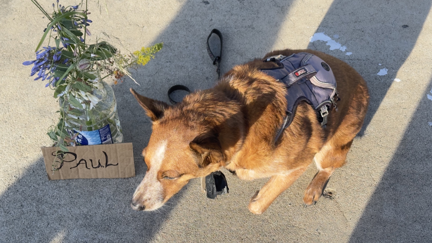 Dog beside flowers and a small Paul memorial card